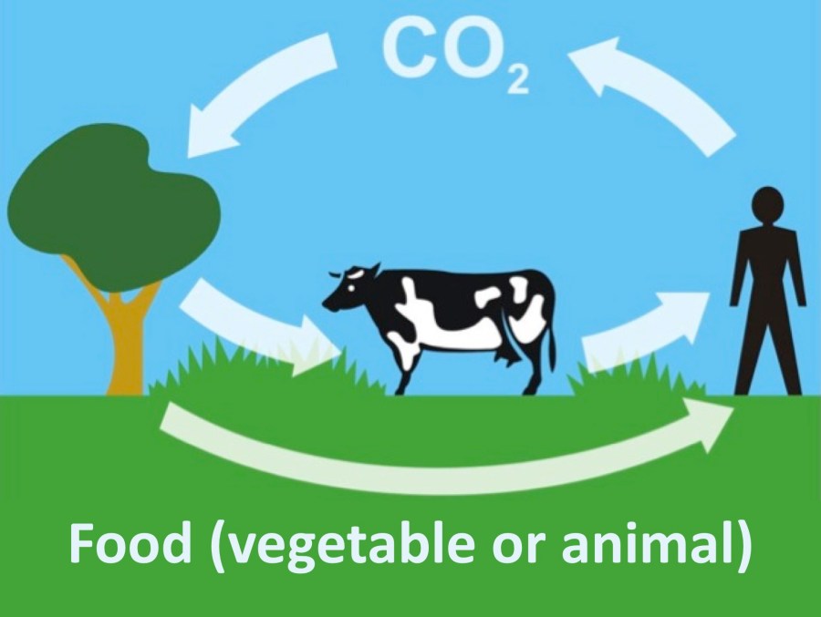 CO2-Kreislauf mit Atmung und Nahrung.jpg
